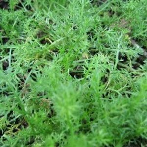 Chamaemelum nobile 'Treneague' P9