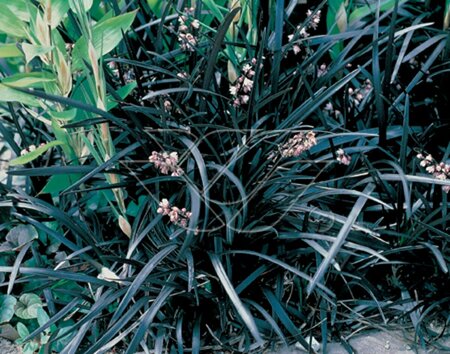 Ophiopogon planiscapus 'Niger' P9 - afbeelding 5