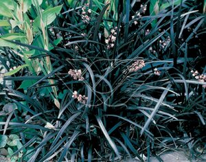Ophiopogon planiscapus 'Niger' P9 - afbeelding 5