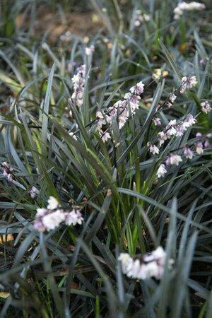 Ophiopogon planiscapus 'Niger' P9 - afbeelding 2