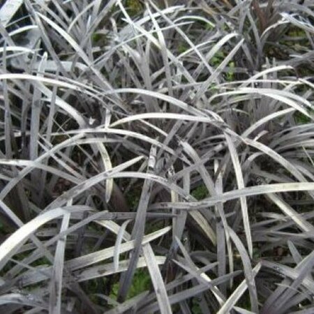 Ophiopogon planiscapus 'Niger' P9 - afbeelding 6
