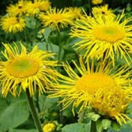 Inula helenium P9 - afbeelding 1