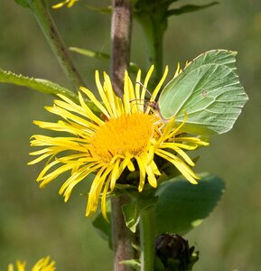 Inula helenium P9 - afbeelding 2