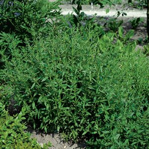 Hyssopus officinalis P9 - afbeelding 2