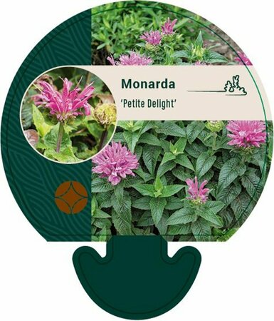 Monarda 'Petite Delight' P9