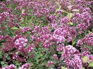 Origanum 'Rosenkuppel' P9 - afbeelding 2