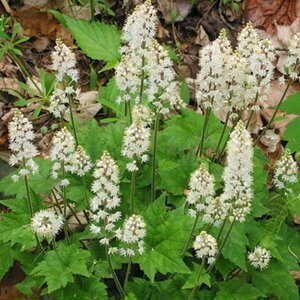 Tiarella cordifolia P9 - afbeelding 6
