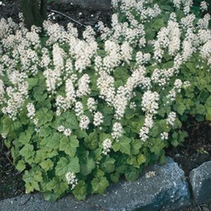 Tiarella cordifolia P9 - afbeelding 5