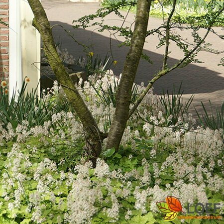 Tiarella cordifolia P9 - afbeelding 9