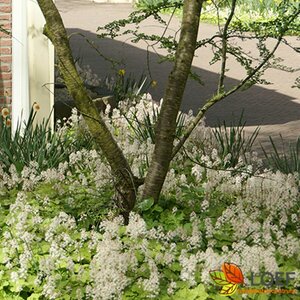 Tiarella cordifolia P9 - afbeelding 9