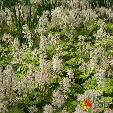 Tiarella cordifolia P9 - afbeelding 8