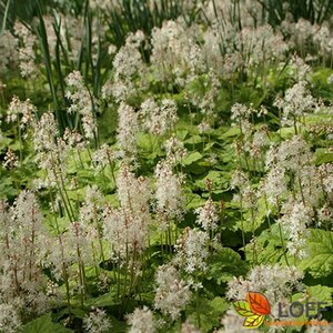 Tiarella cordifolia P9 - afbeelding 8