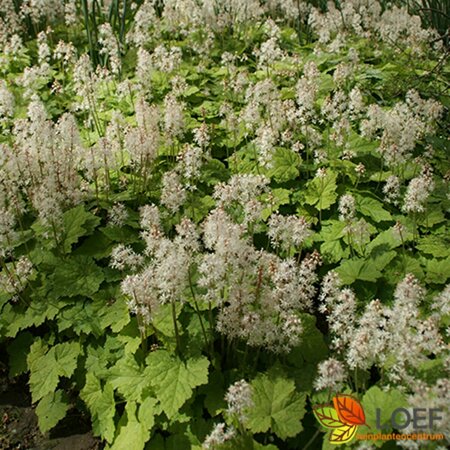 Tiarella cordifolia P9 - afbeelding 7