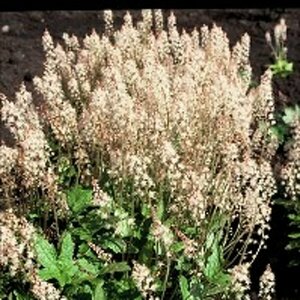 Tiarella cordifolia P9 - afbeelding 3