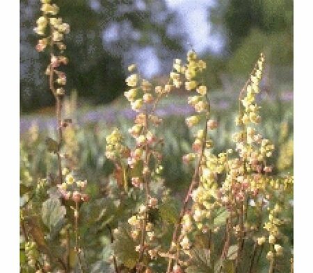 Tellima grandiflora 'Rubra' P9 - afbeelding 1