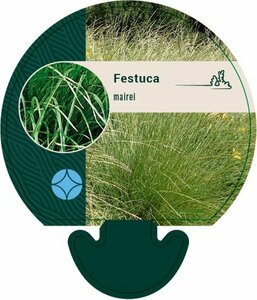 Festuca mairei P9 - afbeelding 2