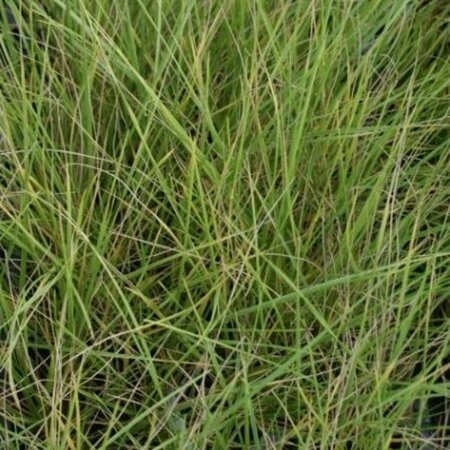 Festuca mairei P9 - afbeelding 4