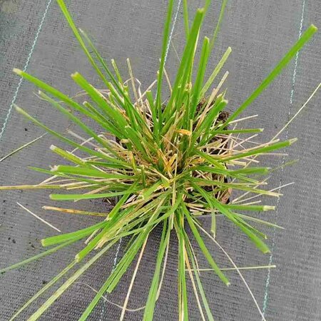 Festuca mairei P9 - afbeelding 5