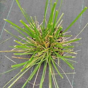 Festuca mairei P9 - afbeelding 5