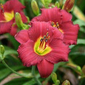 Hemerocallis 'Pardon Me' P9 - afbeelding 1
