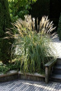 Miscanthus sinensis 'Yaku Jima' P9 - afbeelding 1