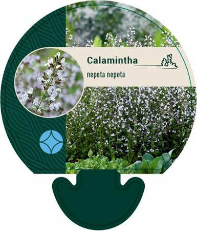 Calamintha nepeta nepeta P9 - afbeelding 2