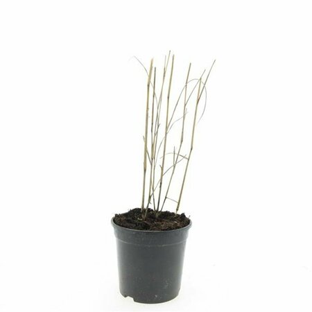 Panicum virgatum 'Heavy Metal' C5 - afbeelding 4