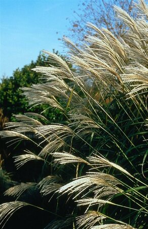 Miscanthus sinensis 'Silberfeder' C5 - afbeelding 2