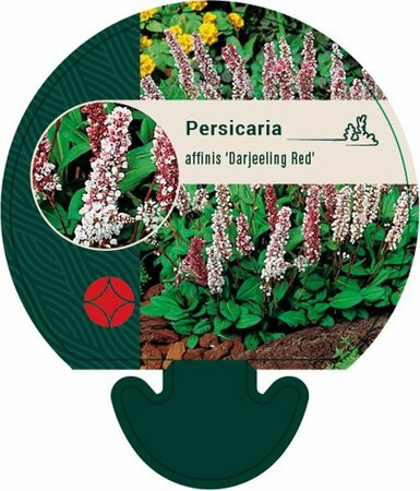 Persicaria affinis 'Darjeeling Red' P9 - afbeelding 3