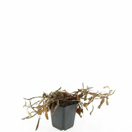 Persicaria affinis 'Darjeeling Red' P9 - afbeelding 6