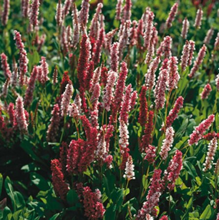 Persicaria affinis 'Darjeeling Red' P9 - afbeelding 10