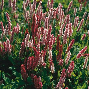 Persicaria affinis 'Darjeeling Red' P9 - afbeelding 10