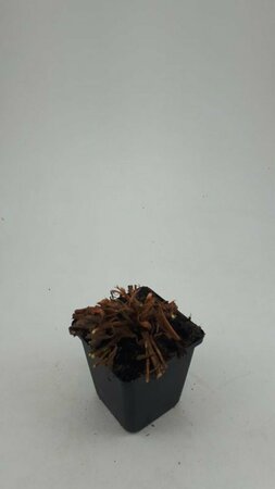 Persicaria affinis 'Darjeeling Red' P9 - afbeelding 4