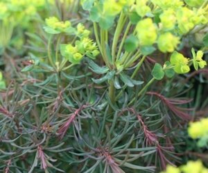 Euphorbia cyp. 'Clarice Howard' P9 - afbeelding 1