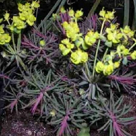 Euphorbia cyp. 'Clarice Howard' P9 - afbeelding 2