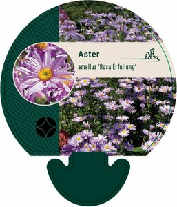 Aster amellus 'Rosa Erfüllung' P9 - afbeelding 4