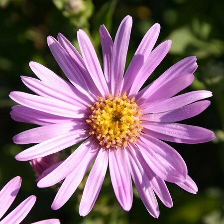 Aster amellus 'Rosa Erfüllung' P9 - afbeelding 2