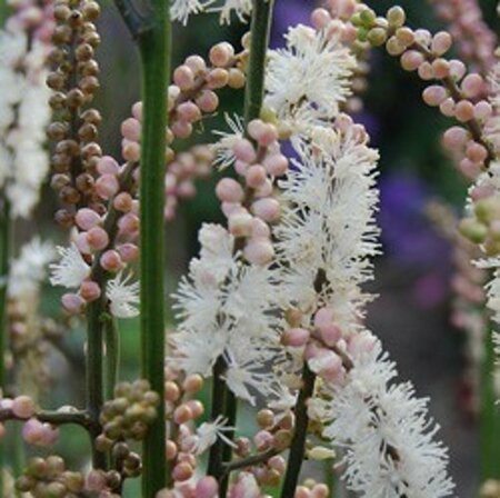 Actaea japonica 'Cheju-do' P9 - afbeelding 5