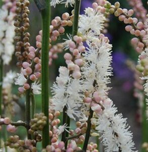 Actaea japonica 'Cheju-do' P9 - afbeelding 3