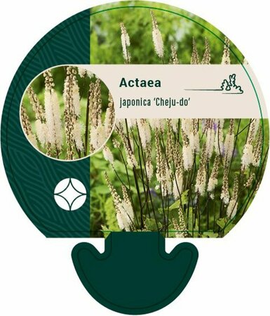 Actaea japonica 'Cheju-do' P9 - afbeelding 4
