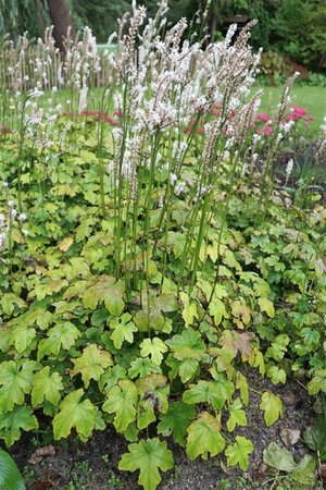 Actaea japonica 'Cheju-do' P9 - afbeelding 1