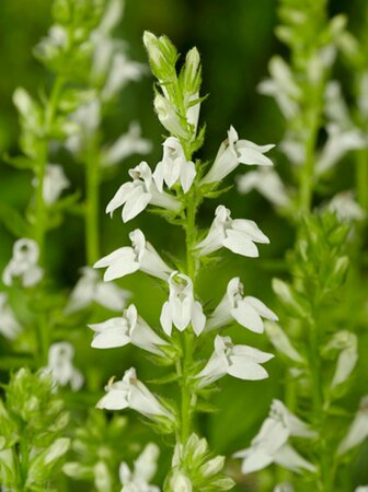 Lobelia siphilitica 'Alba' P9