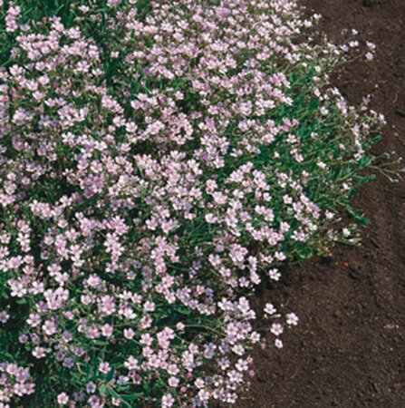 Gypsophila repens 'Rosea' P9 - afbeelding 2
