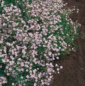 Gypsophila repens 'Rosea' P9 - afbeelding 2