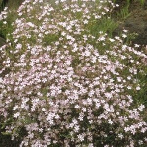 Gypsophila repens 'Rosea' P9 - afbeelding 3