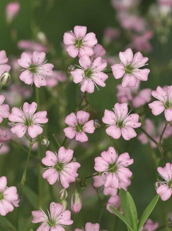 Gypsophila repens 'Rosea' P9 - afbeelding 5