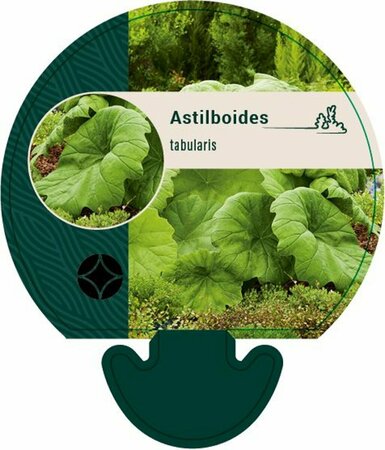 Astilboides tabularis P9 - afbeelding 2