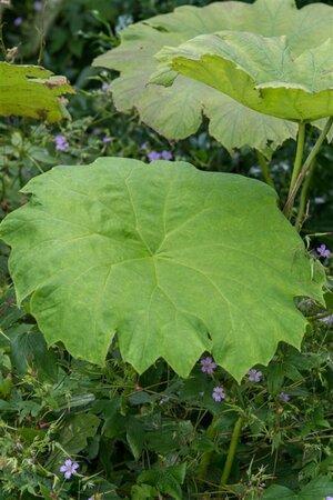 Astilboides tabularis P9 - afbeelding 3