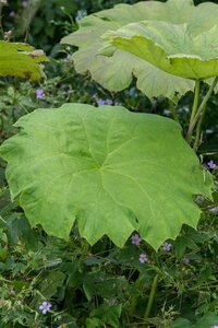 Astilboides tabularis P9 - afbeelding 3