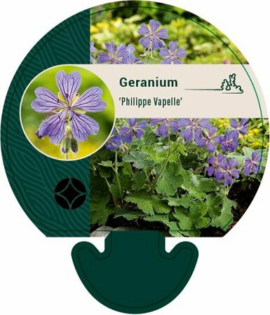 Geranium 'Philippe Vapelle' P9 - afbeelding 1
